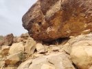 ثعلب 2.jpg