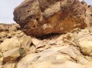 ثعلب 3.jpg